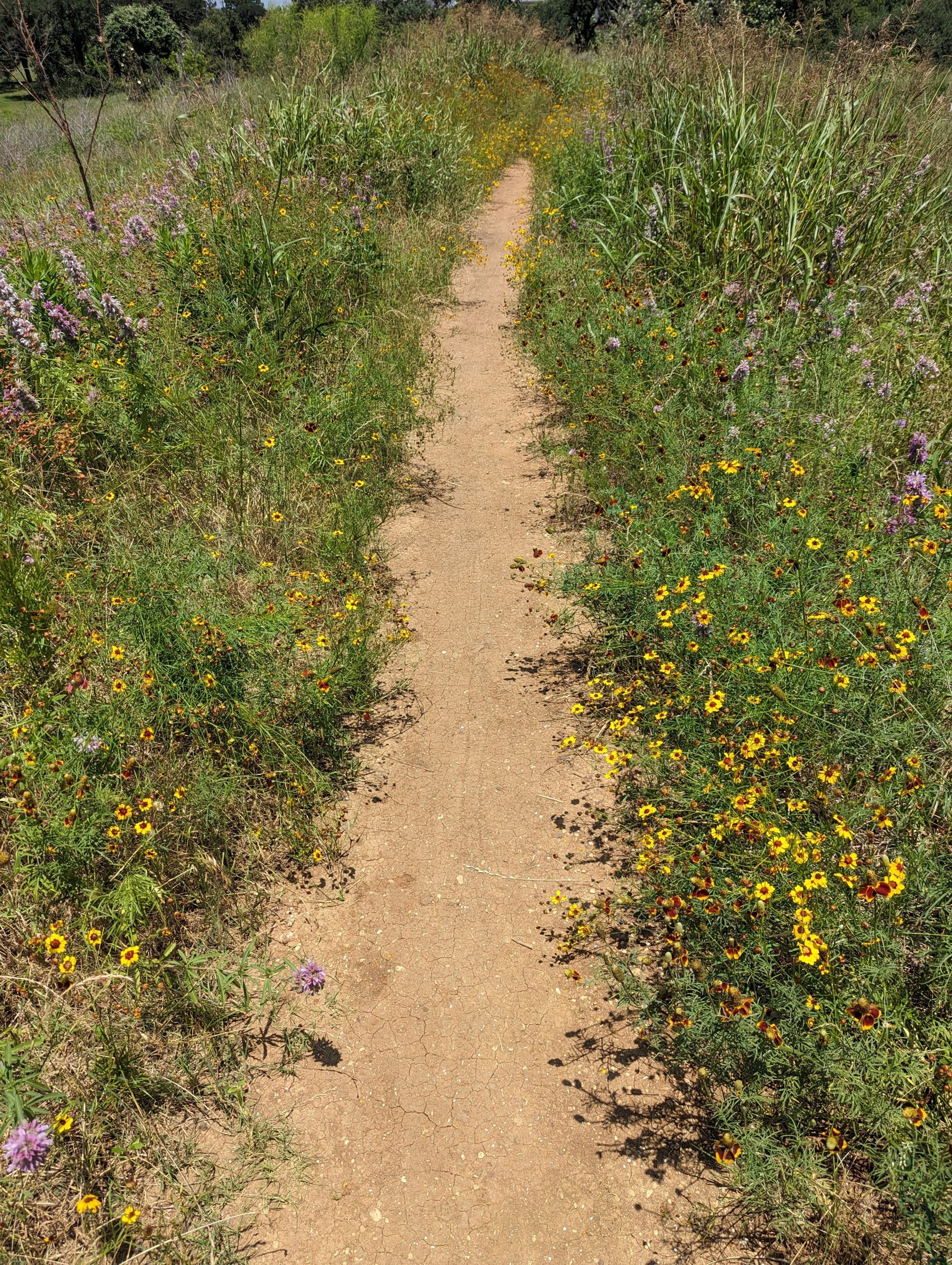 A worn walking path through the middle of a prairie with many various wildflowers.
